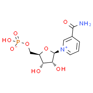 β-煙酰胺單核苷酸；NMN
